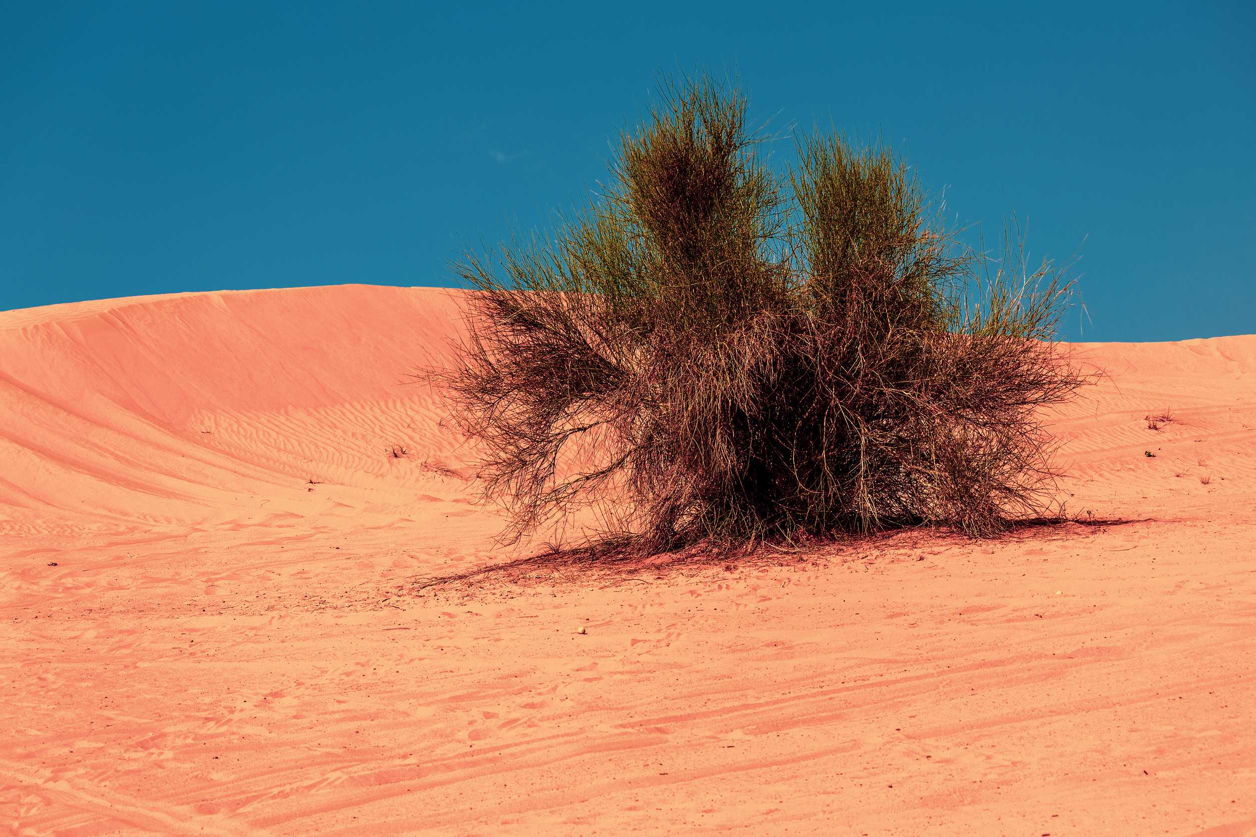 A Desert Plant In The Great Arabian Desert