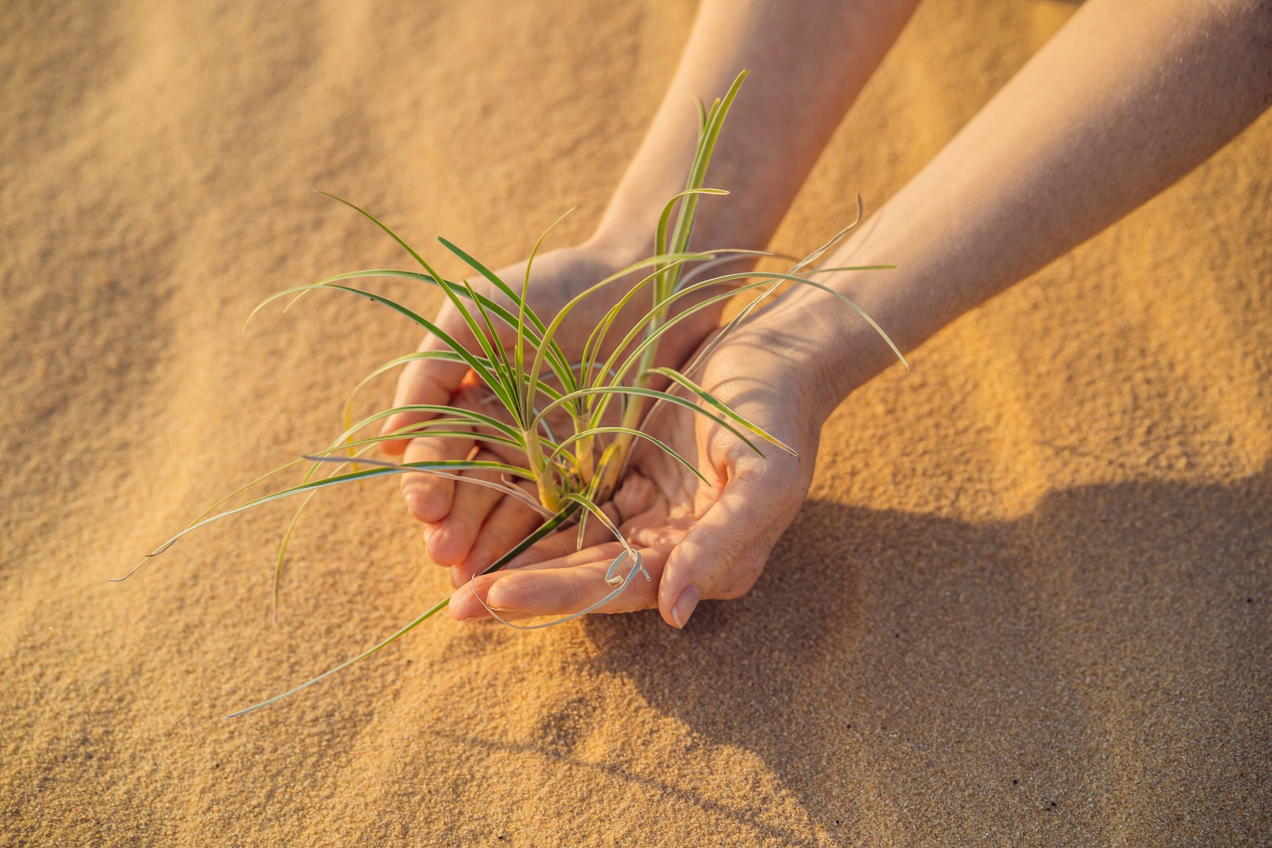 A Hand Planting A Tree In The Arabian Desert