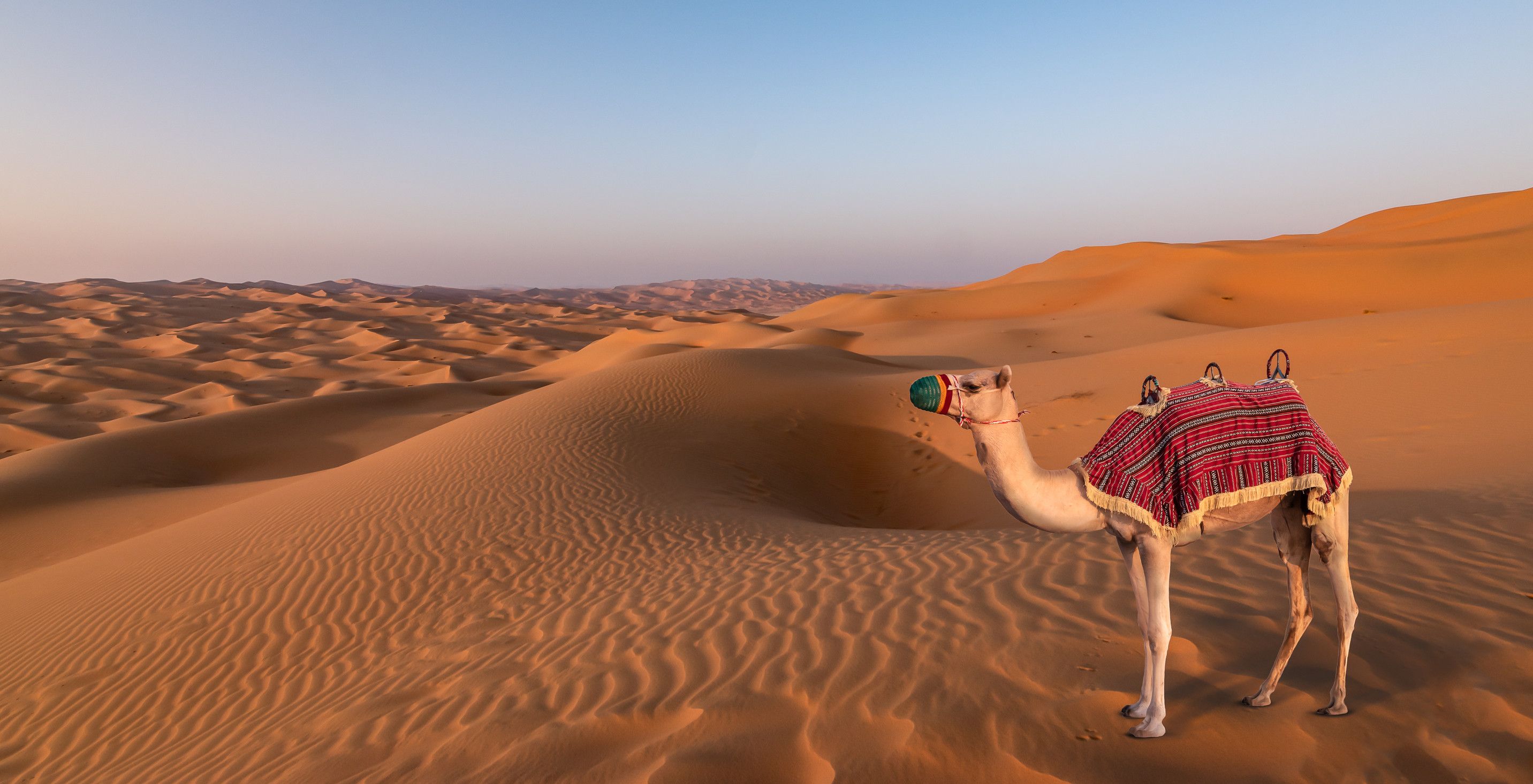 Camel Trekking In The Arabian Desert In The Uae