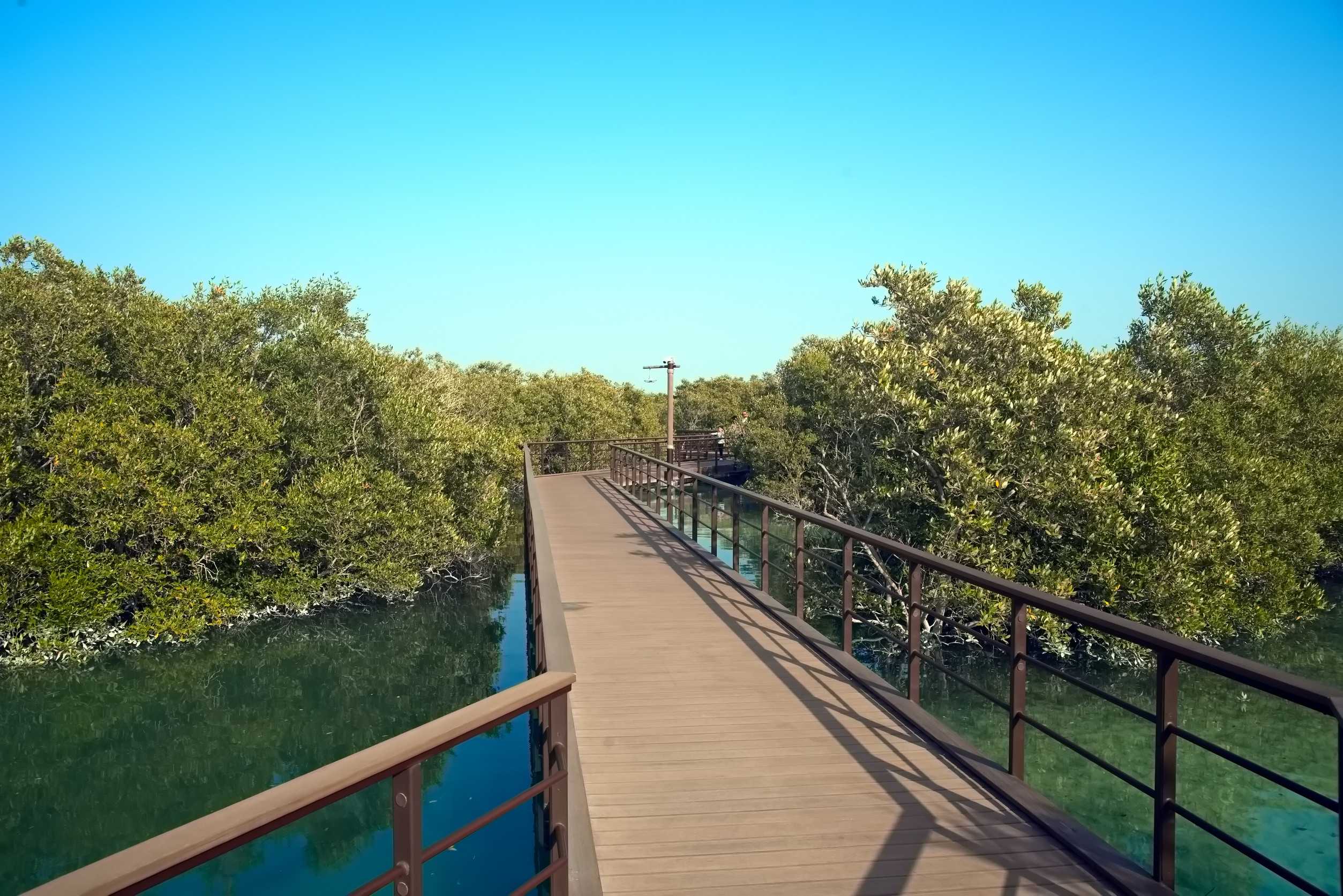 Mangrove Forest In Abu Dhabi